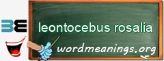 WordMeaning blackboard for leontocebus rosalia